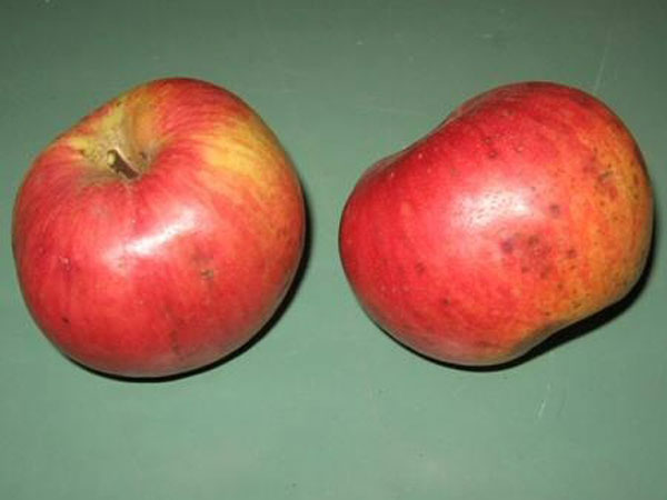 sadnica jabuke Kolačara