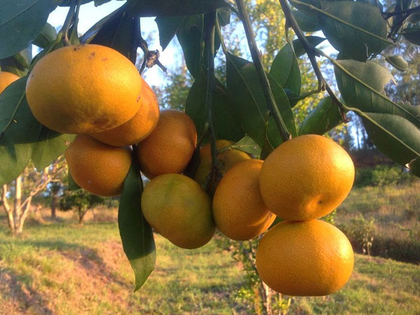 sadnica mandarine Okitsu