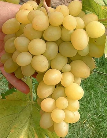 sadnica vinove loze Arkadija