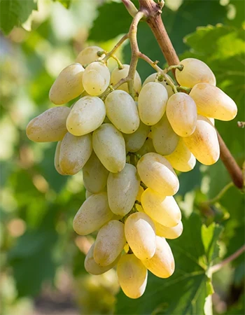 sadnica vinove loze Askanija