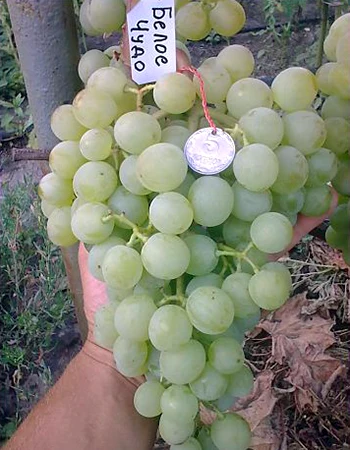 sadnica vinove loze Belo Čudo