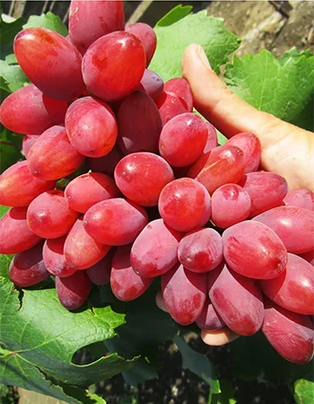 sadnica vinove loze Bogema