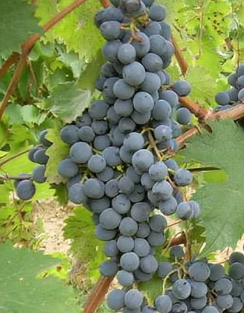 sadnica vinove loze Dionis