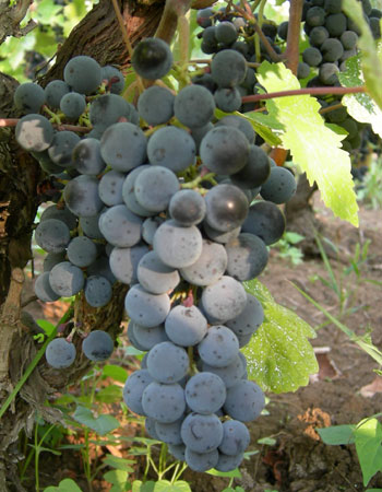 sadnica vinove loze Evita