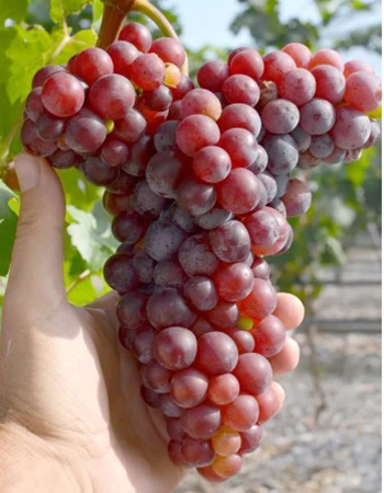 sadnica vinove loze Glaša