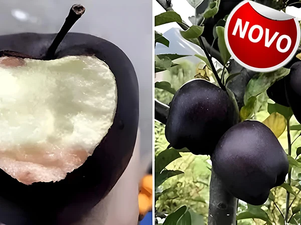 sadnica jabuke Black Diamond