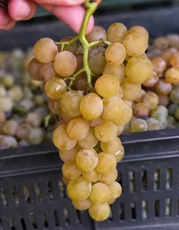 sadnica vinove loze Jagoda