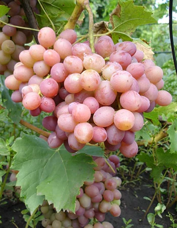 sadnica vinove loze Kameleon