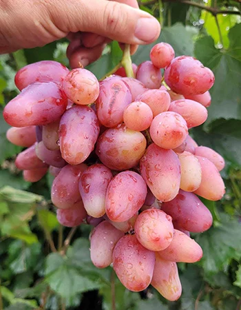 sadnica vinove loze Kazanova