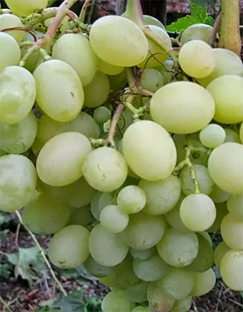 sadnica vinove loze Rafinad