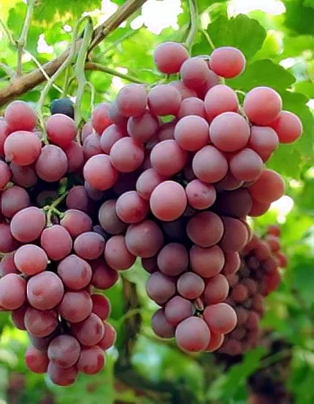 sadnica vinove loze Red Globe
