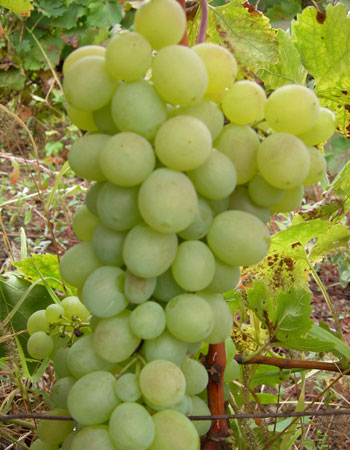sadnica vinove loze Tamjanika