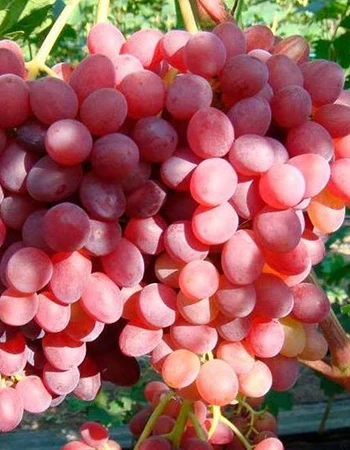 ekstra otporna sorta Veles