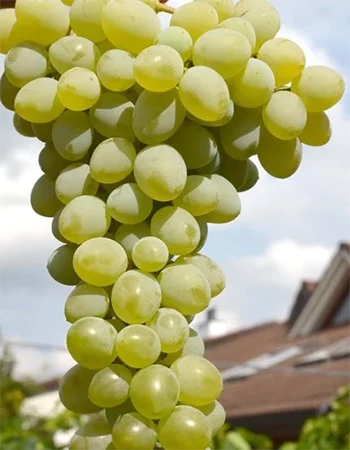 sadnica vinove loze Vostorg