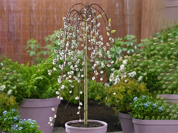 sadnica Kalemljane vrbe - Pendula