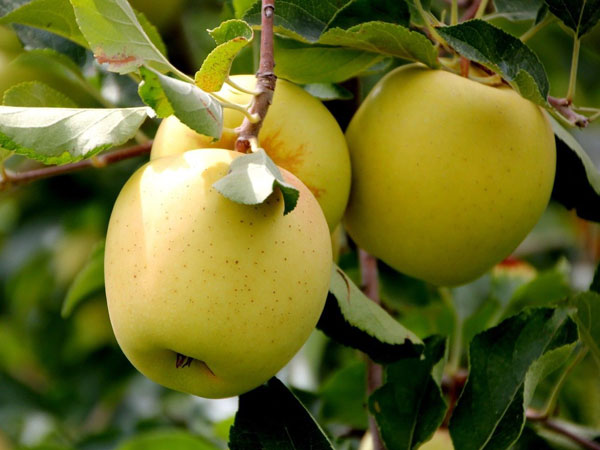 sadnica jabuke Zlatni delišes